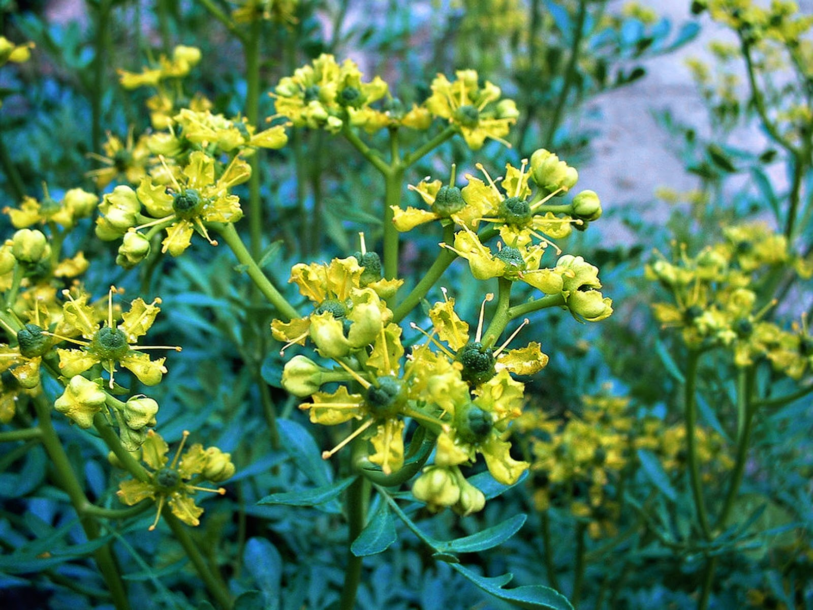 Rue flower online